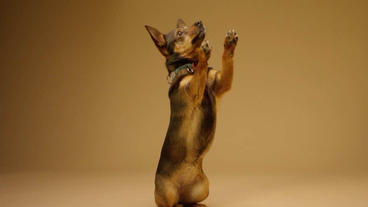 dog standing on its hind legs